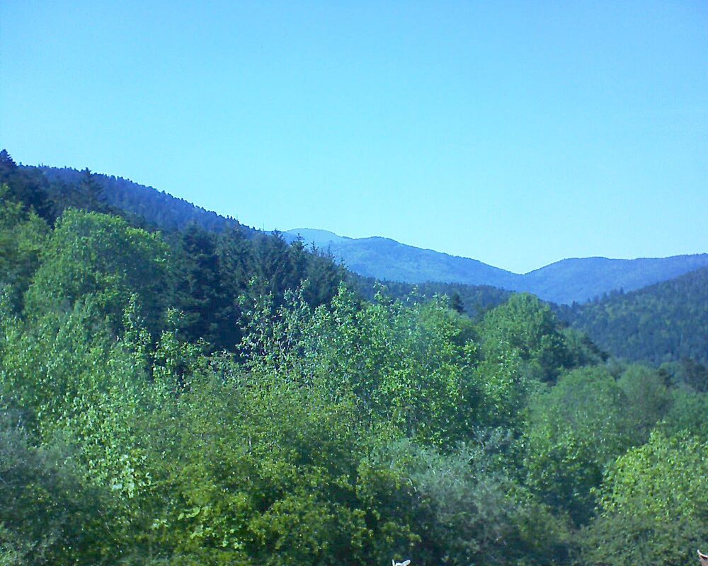 Le petit ballon (Alsace, Vosges) le 11.05.2024 à 16:15