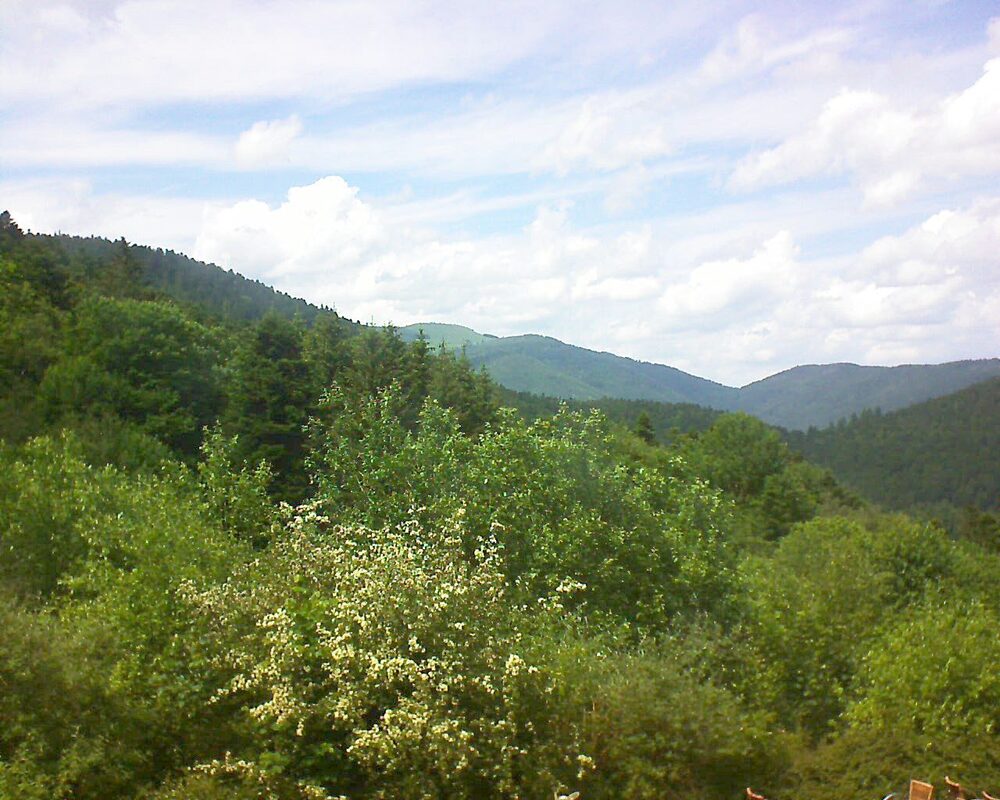 Le petit ballon (Alsace, Vosges) le 06.06.2024 à 15:15