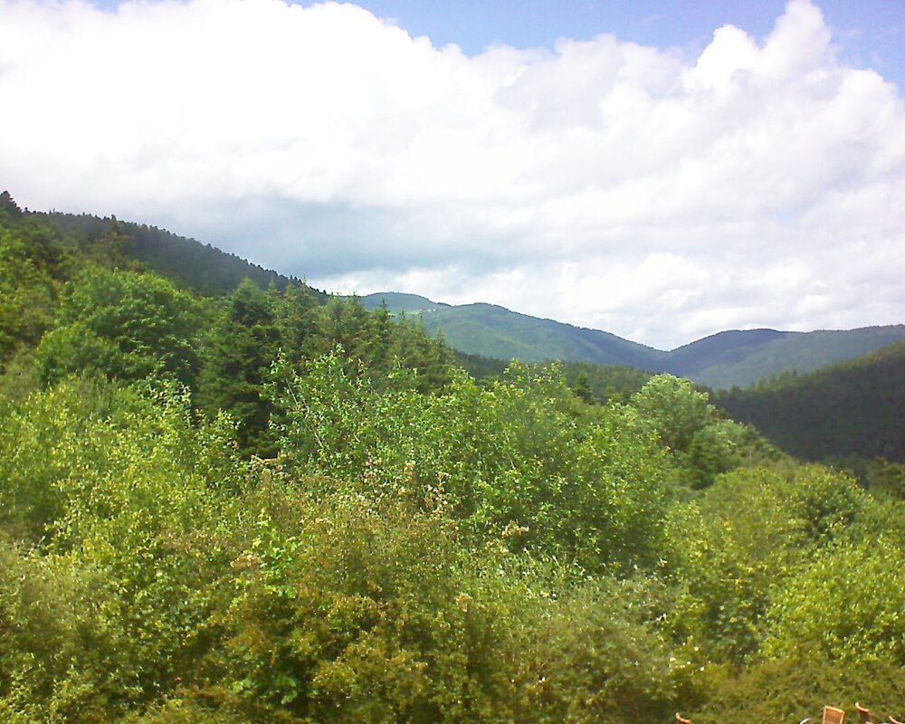 Le petit ballon vu depuis le Domaine Langmatt à Murbach le 15.06.2024 à 14:30 Le petit ballon (Alsace, Vosges) le 15.06.2024 à 14:30