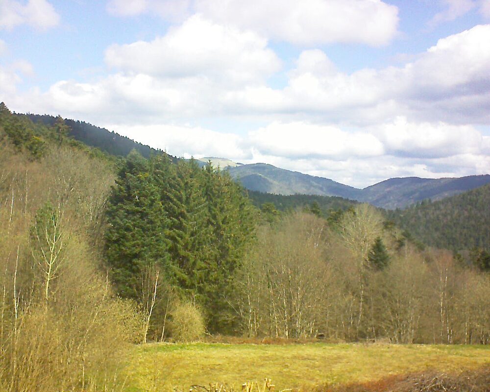 Le petit ballon (Alsace, Vosges) le 01.04.2025 à 11:30
