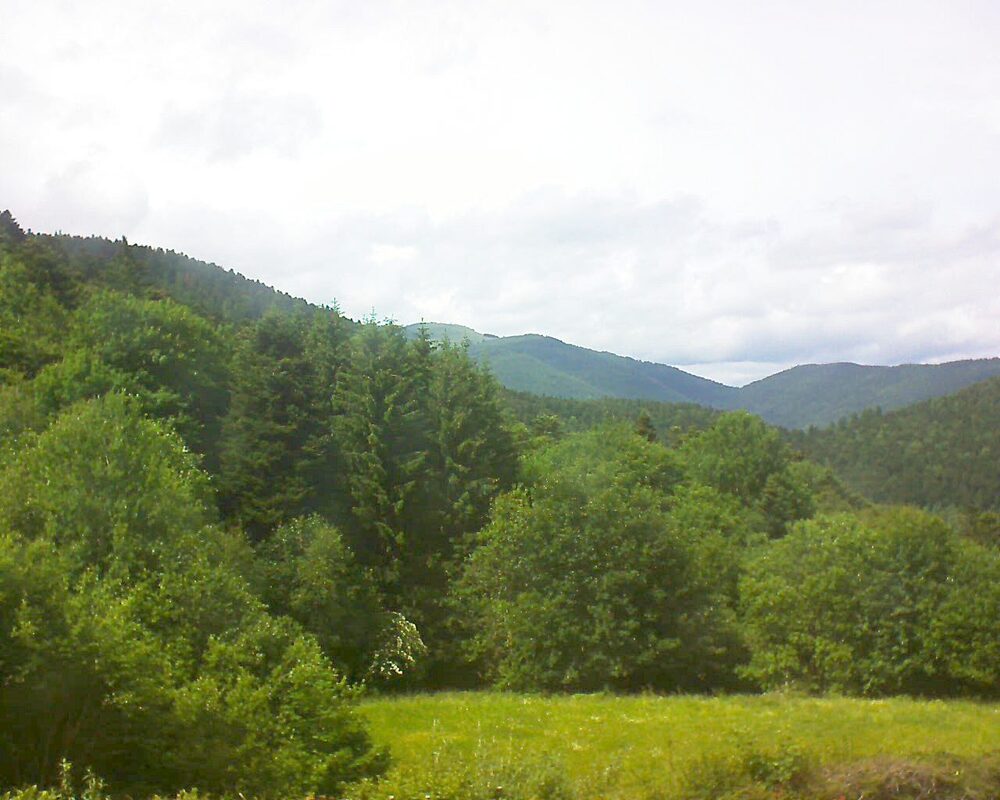 Le petit ballon (Alsace, Vosges) le 07.06.2025 à 15:30