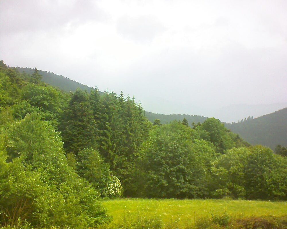 Le petit ballon (Alsace, Vosges) le 08.06.2025 à 11:15