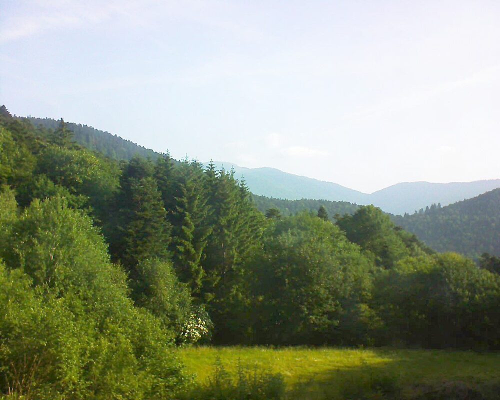 Le petit ballon (Alsace, Vosges) le 11.06.2025 à 08:15