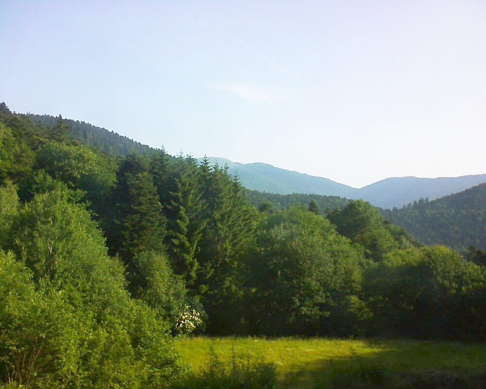 Le petit ballon (Alsace, Vosges) le 12.06.2025 à 08:15