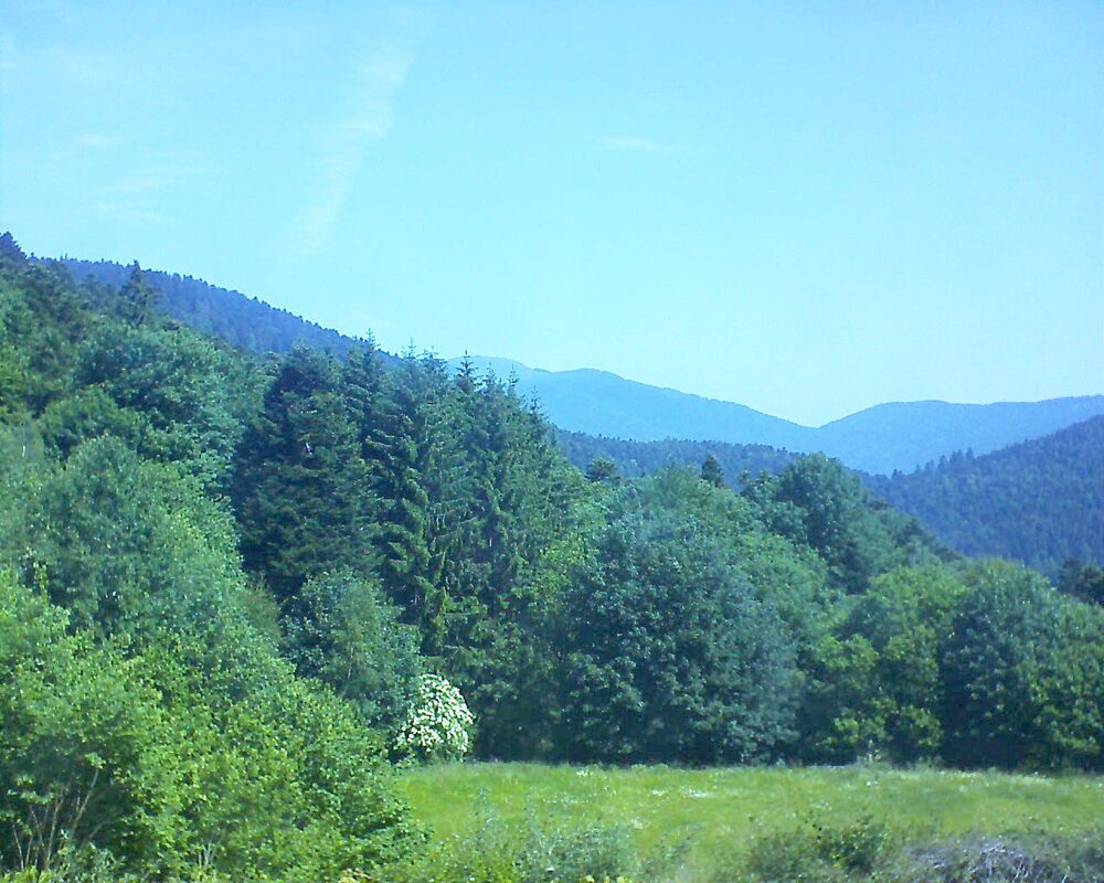 Le petit ballon (Alsace, Vosges) le 12.06.2025 à 11:15