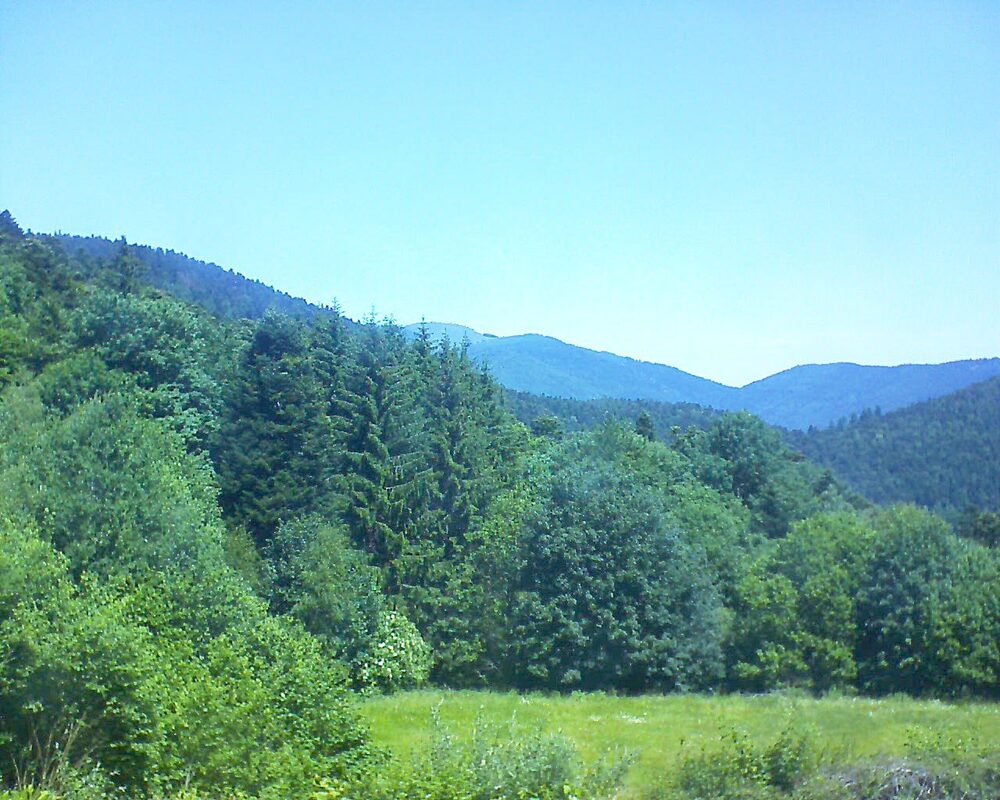 Le petit ballon (Alsace, Vosges) le 17.06.2025 à 12:15