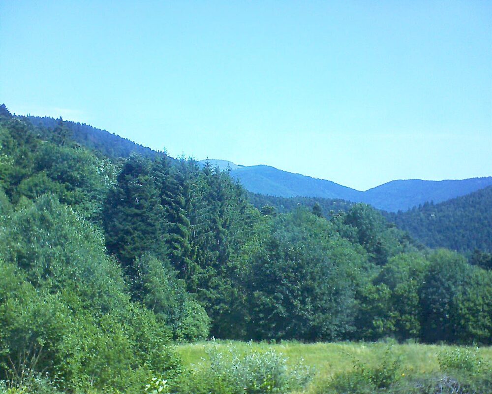 Le petit ballon (Alsace, Vosges) le 25.06.2025 à 11:15