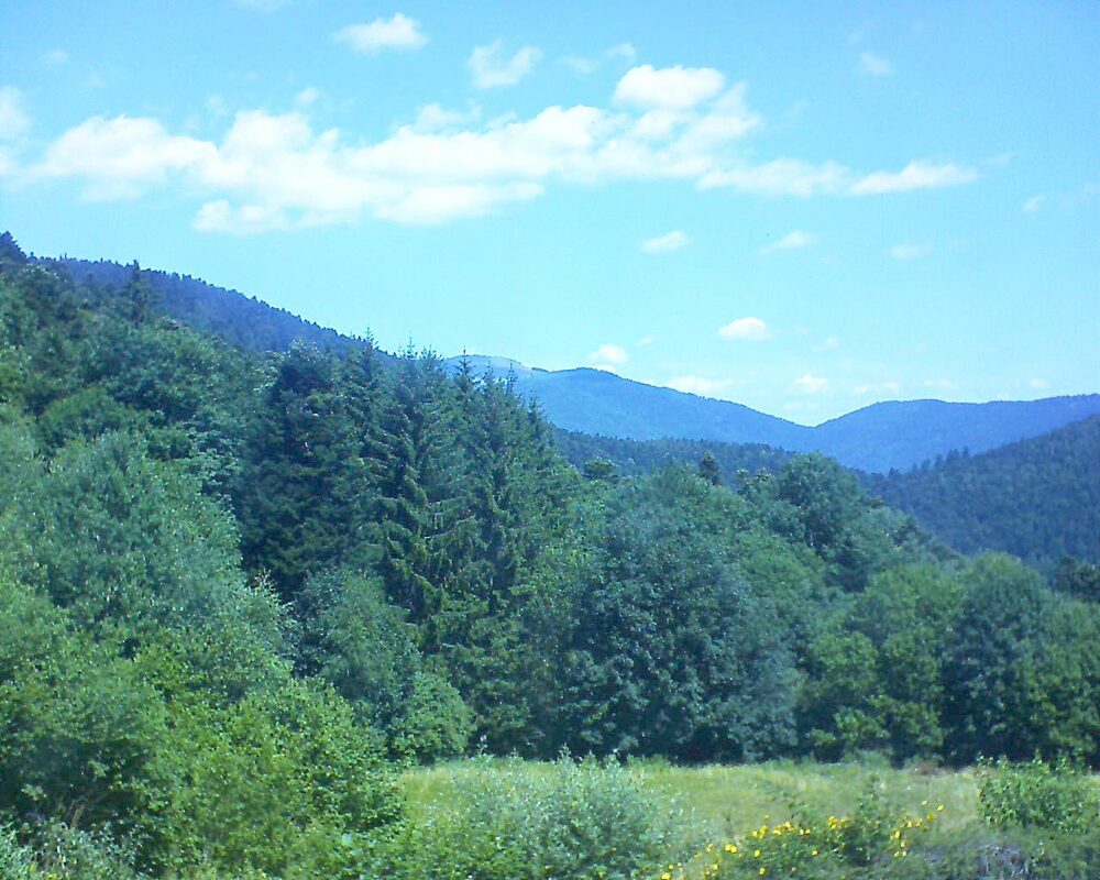 Le petit ballon (Alsace, Vosges) le 04.07.2025 à 12:15
