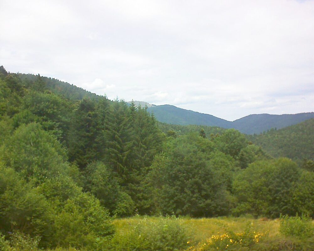 Le petit ballon (Alsace, Vosges) le 06.07.2025 à 14:15