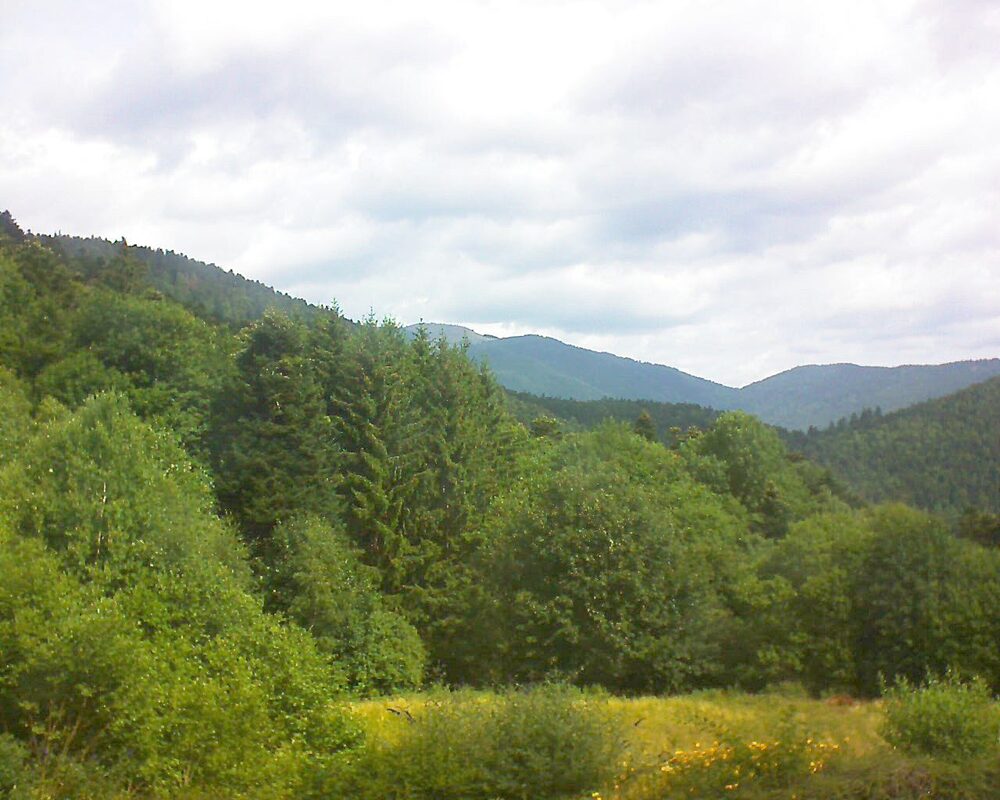 Le petit ballon (Alsace, Vosges) le 15.07.2025 à 11:15