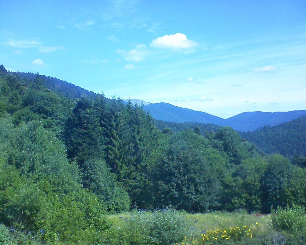Le petit ballon (Alsace, Vosges) le 18.07.2025 à 11:15