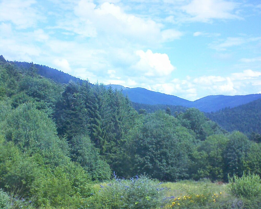 Le petit ballon (Alsace, Vosges) le 25.07.2025 à 11:15