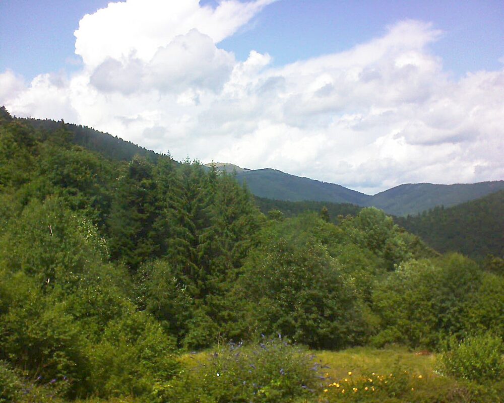 Le petit ballon (Alsace, Vosges) le 01.08.2025 à 14:15