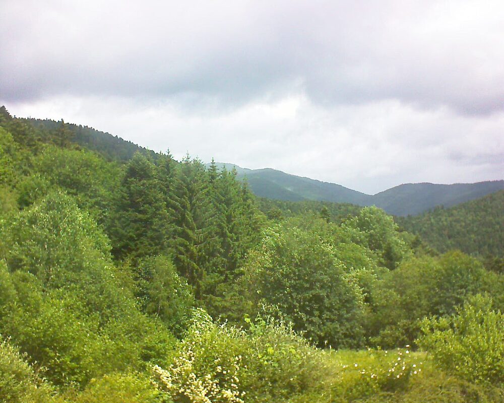 Le petit ballon (Alsace, Vosges) le 03.06.2026 à 12:15