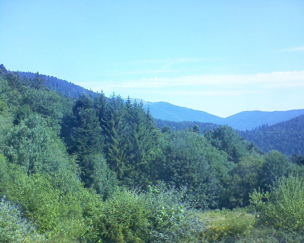 Le petit ballon (Alsace, Vosges) le 08.07.2026 à 10:30