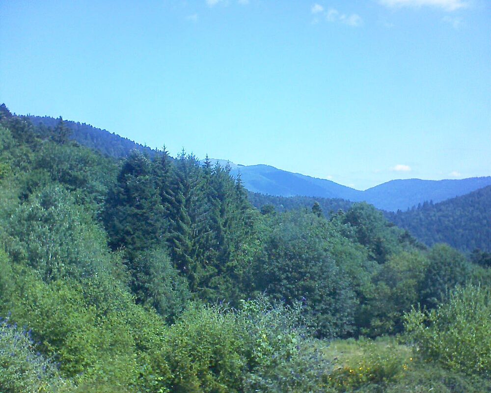 Le petit ballon (Alsace, Vosges) le 08.07.2026 à 11:30