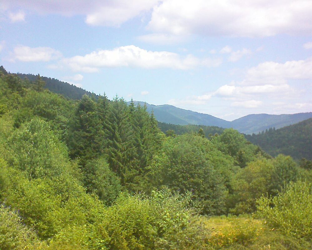 Le petit ballon (Alsace, Vosges) le 08.07.2026 à 12:15